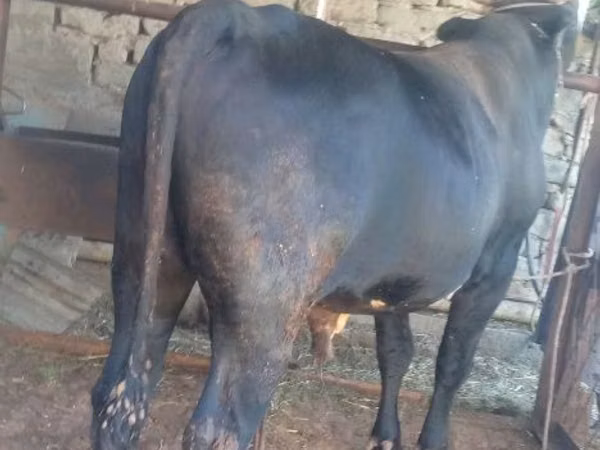 Bull, Cattle — Uzbekistan
