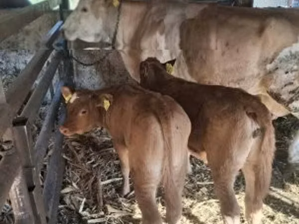 Banteng, Limousin cow