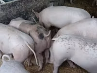 Sow, Pigs — photo 1