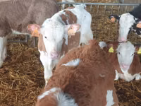 Bou, Simmental cattle — foto 7