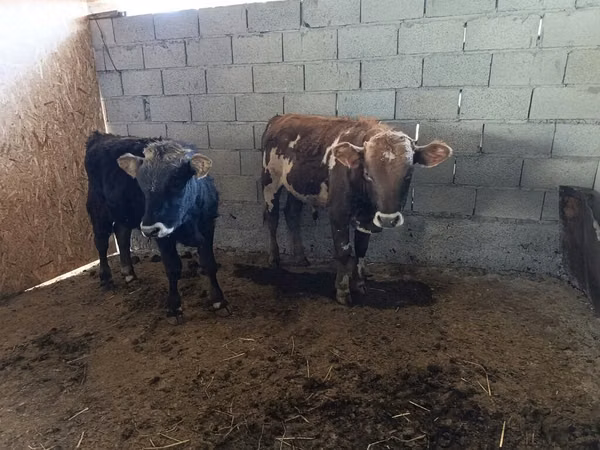 Bull, Cattle — Kyrgyzstan