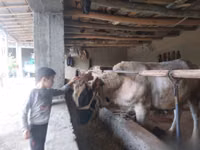 सांड, Simmental cattle — फ़ोटो 5