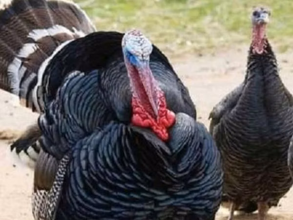 Turkeys