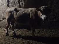 Bull, Cattle — photo 4