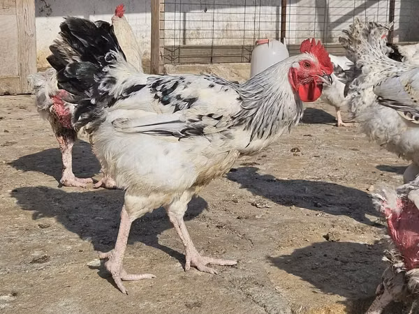 Chickens — Azerbaijan