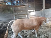 Bull, Blonde d’Aquitane cattle — photo 2