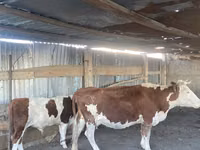 گاو نر, Latvian Blue cattle — عکس 3