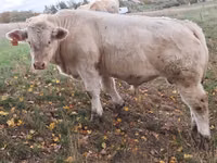 Bulle, Charolais cattle — Foto 1
