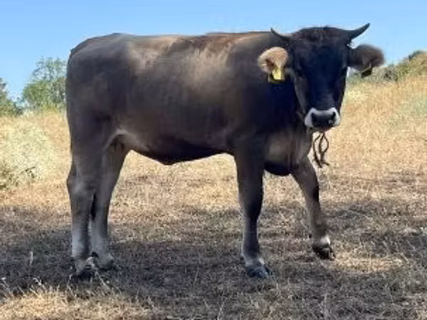 Cow, Brown Carpathian breed — Hungary