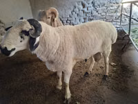 Ram, Sheep — photo 2