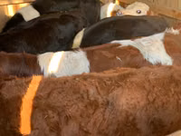 گاو و گوساله (گروه، جنسیت مشخص نشده), Simmental cattle — عکس 3