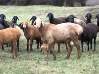 Kambing jantan, Sheep — foto 3