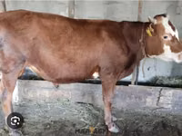 Bull, Alatau breed — photo 1