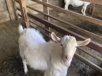 Goat, Saanen goat — photo 2