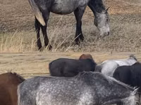 اسب نر, Kazakh horse — عکس 4