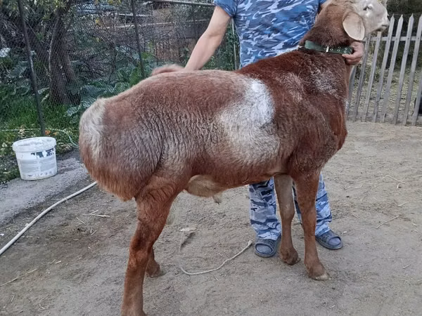 Ram, Arashan sheep — Kyrgyzstan