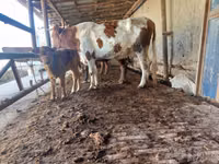 Krava, Simmental cattle — foto 2