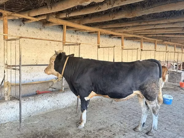 Bull, Simmental cattle