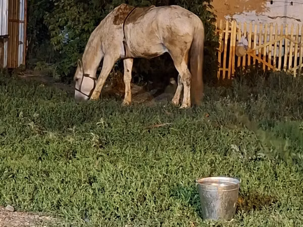 ፈረስ, Kazakh horse — ካዛኪስታን
