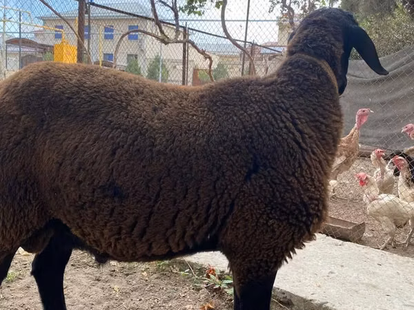 Ram, Arashan sheep — Uzbekistan