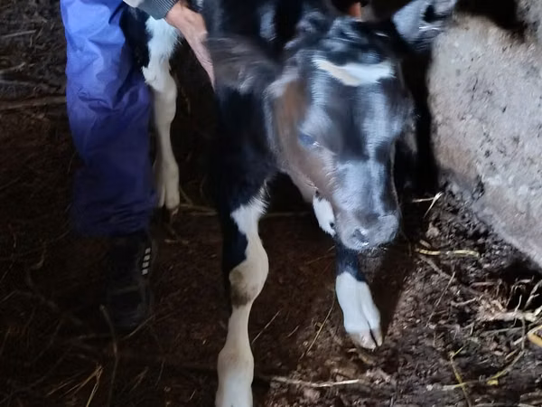 Bull, Russian Black pied cattle — Moldova