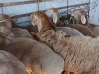 ভেড়ার পাঁঠা, Arashan sheep — ছবি 6