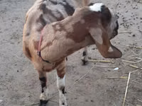 Goat, Nubian Goat — photo 3