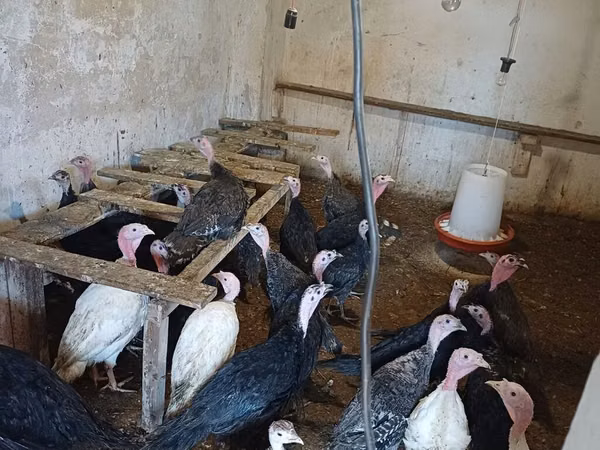 Turkeys — Asarbajan