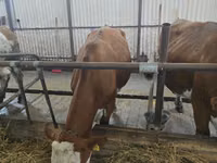 Krava, Simmental cattle — foto 1