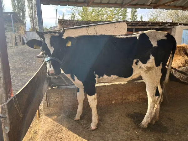 Cow, Holstein breed — Kyrgyzstan