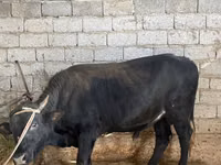 Toro, Bovini — foto 3