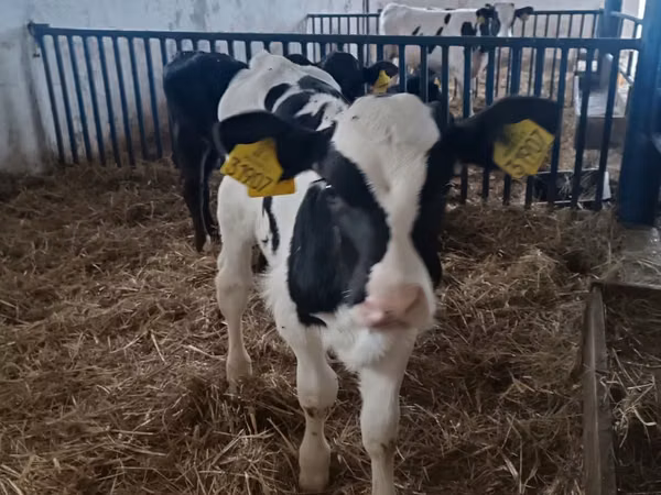 Boğa, Russian Black pied cattle