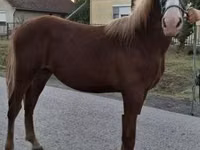 Horse (M), Hungarian horse breed — photo 2