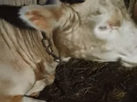 Toro, Simmental cattle — foto 3