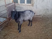 Sheep (batch, sex not specified), Sheep — photo 2