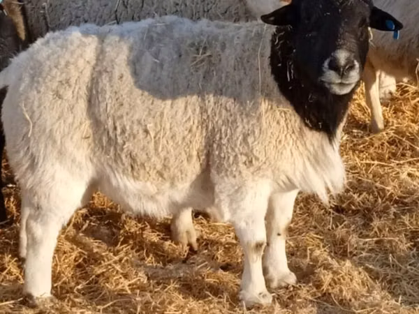 Kambing jantan, Dorper sheep — Kazakhstan