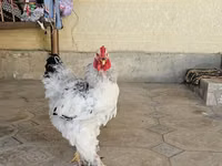 Brahma — foto 5