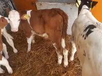 Lembu ternakan (lot, jantina tidak dinyatakan), Cattle — foto 5