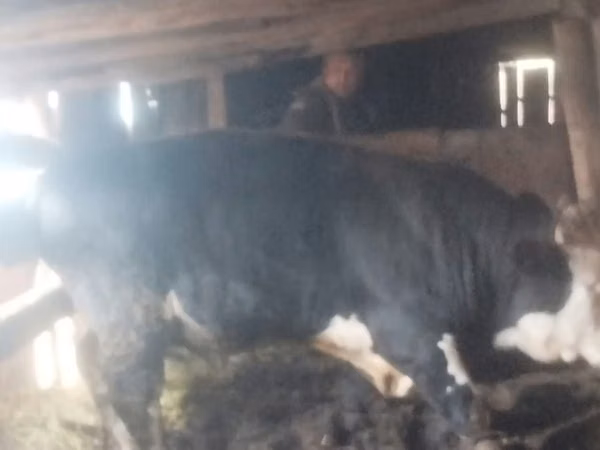 雄牛, Swiss cattle