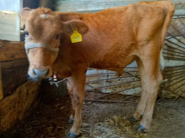 Cattle (batch, sex not specified), Cattle