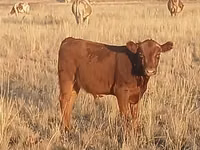 公牛, Simmental cattle — 照片 4