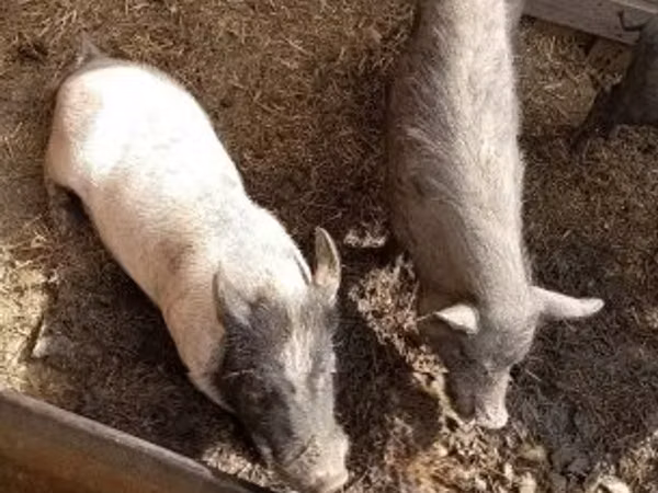 Prasnice,  — Maďarsko