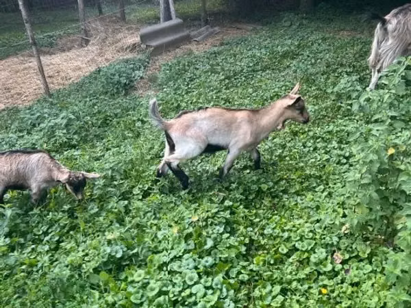 Billy Goat, Goats — Hungary