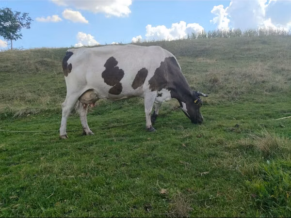 Cow, Cattle — Moldova