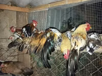 Chickens — foto 5