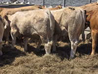 公牛, Limousin cow — 照片 7