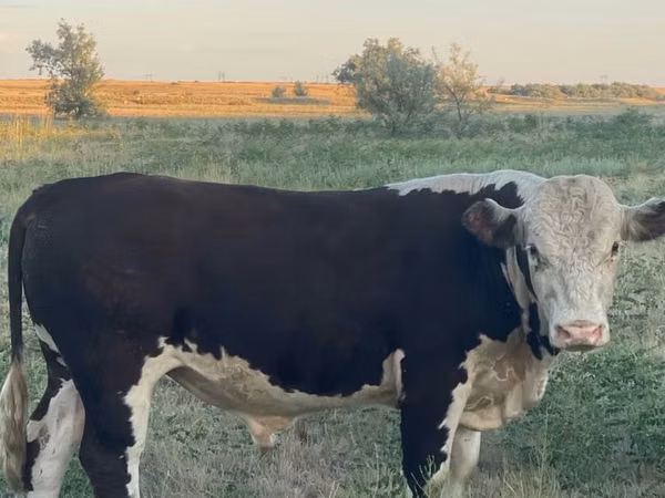 Bull, Kazakh White-headed cow — Kazakhstan