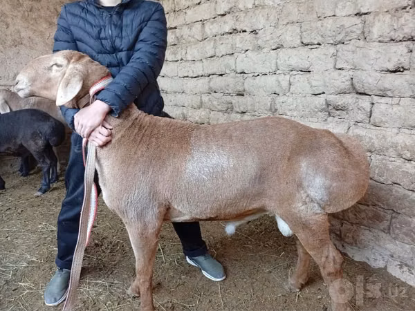 Ram, Rhon sheep
