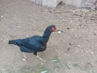 Chickens — عکس 1