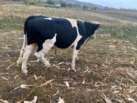 Bou, Russian Black pied cattle — foto 1